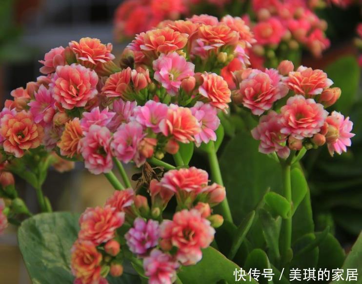 老人|7种适合老人养的花,好养观赏性强,寓意好谁都喜欢