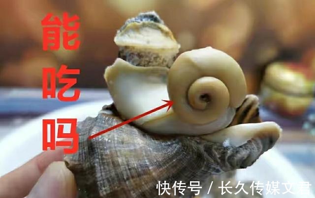 尾部|海螺的尾部到底是螺黄还是螺屎呢？很多人没弄明白，别再分不清