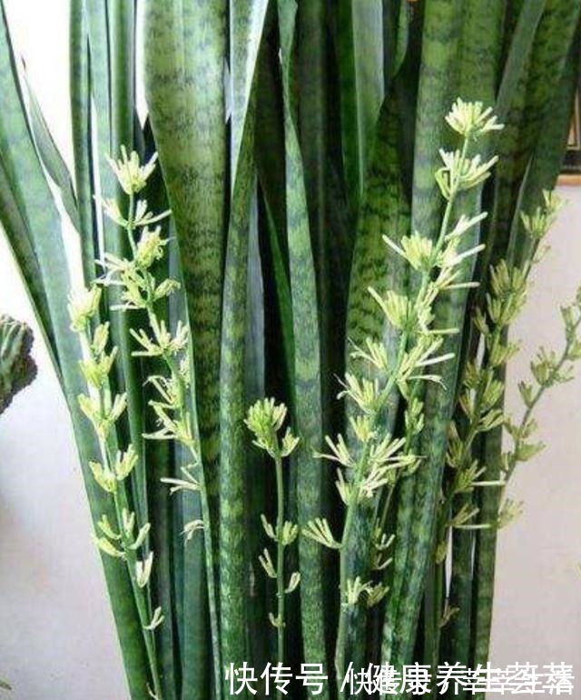 植株|这三种植物烂根了别扔掉,简单几步促新根,又是一盆健壮的植株!