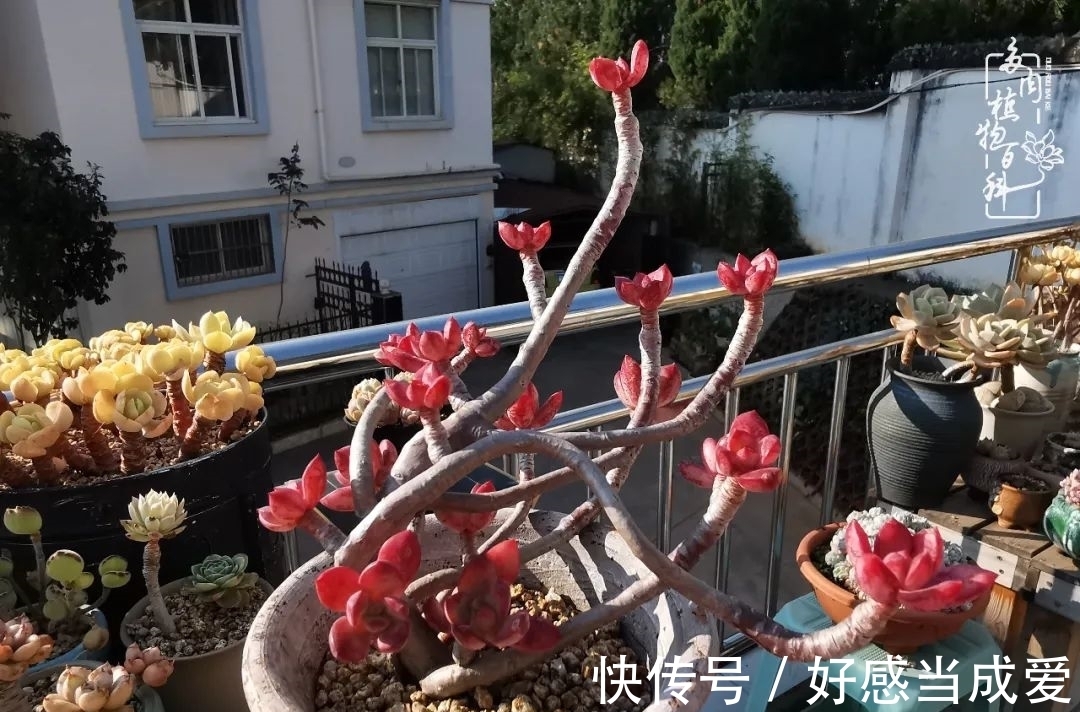 治愈之“肉”:愿所有的养肉人都被这些“胖子们”治愈