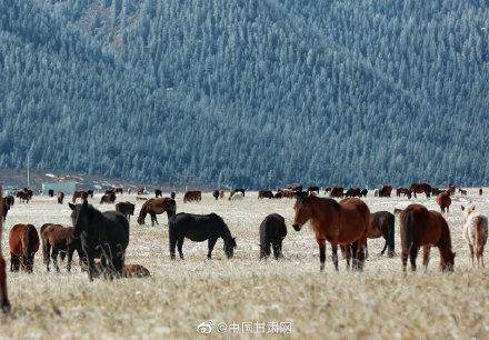 山丹马场|甘肃山丹马场深秋迎降雪 祁连山银装素裹