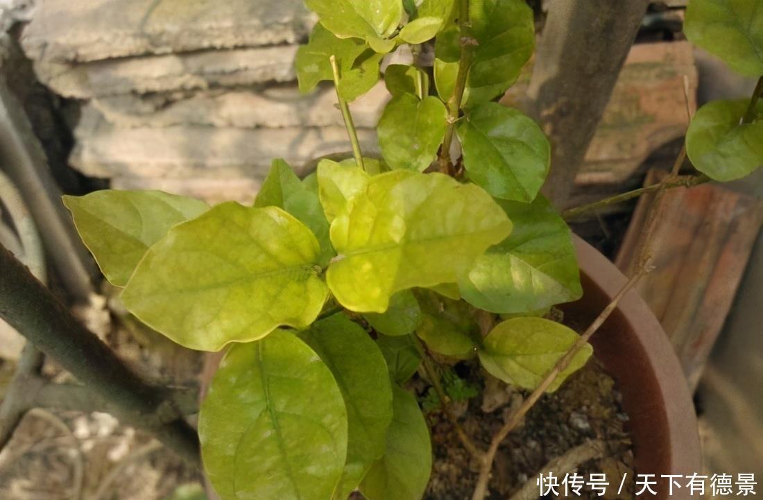 夏天|茉莉在夏天,预防3个错,黄叶不长个?浇点“铁水”就好了
