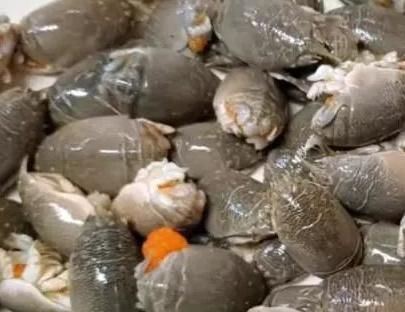 小伙|小伙街边卖“罕见”海鲜,15元一斤,路人不敢买,内行人买走十斤