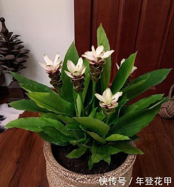 4种花超漂亮，婀娜多姿，整个春夏都开花，花朵硕大花期长