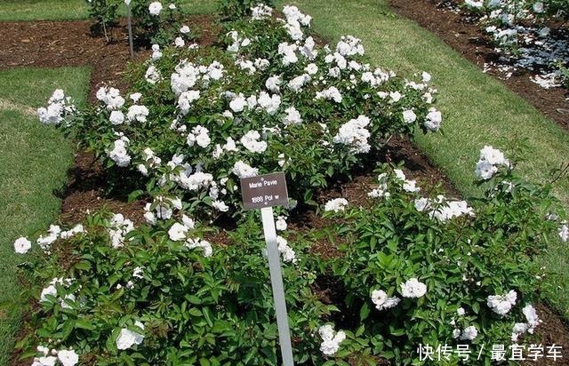 25款庭院月季推荐。助你打造五彩缤纷的庭院,丰花好养还能盆栽