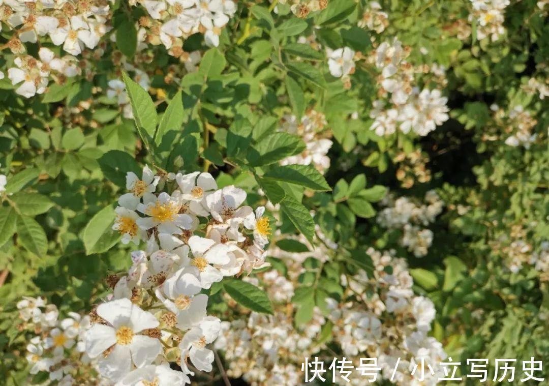 缺德商贩,把“绿化草”包装成“进口花”来卖,上当的人真不少