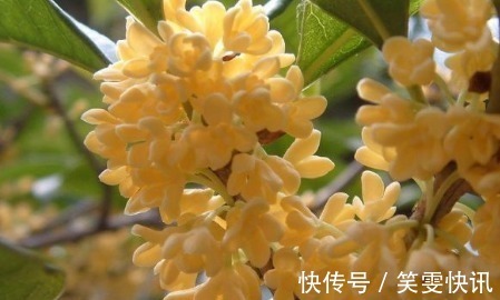 日香桂|喜欢牡丹，不如养盆“珍稀玫瑰”洋葵花，花团锦簇，妩媚高雅