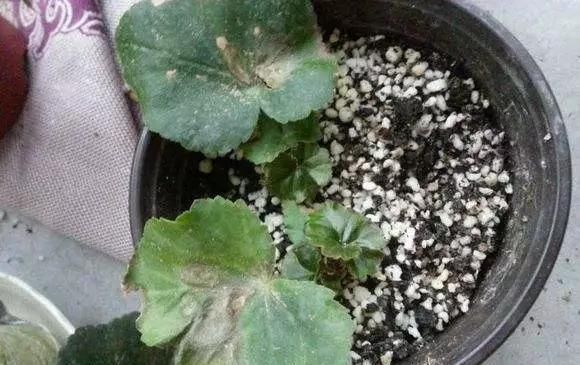 养花爱好者看过来这15种花现在“扦插”,生根快,一个周就长芽