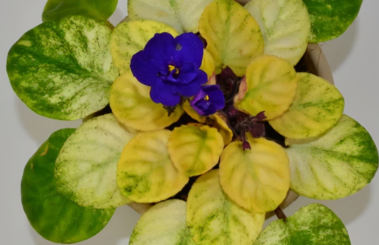 紫罗兰|天热了，有些花不是浇水越多越好，反而一浇水就死