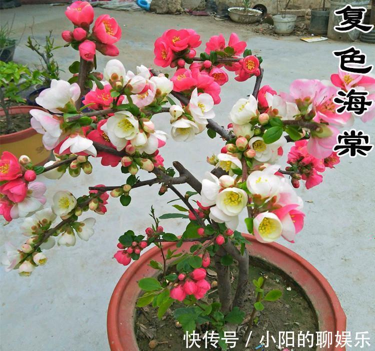 “寿命长”的11种花，好养寓意好，越养越值钱