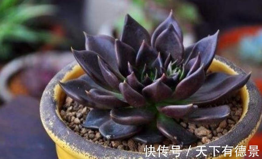 花盆|秋天养一盆多肉黑王子，机制状态下霸气侧漏，谁见了都夸大气