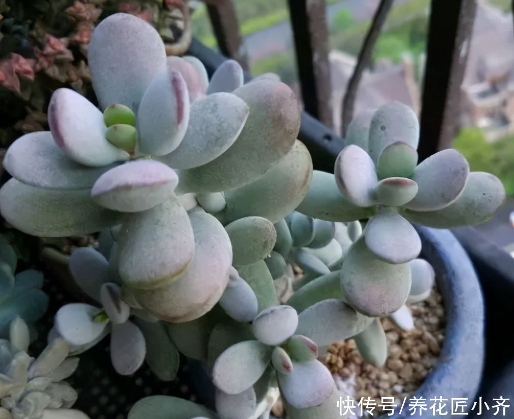 喷药|蚧壳虫身披“蜡质壳”,养花遇到很烦人,记住这几招,全部都消灭