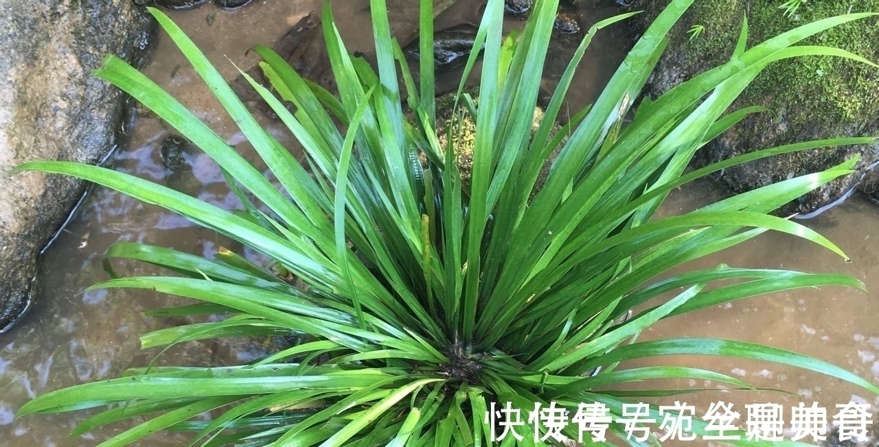王象晋|李时珍:“益五脏,通九窍”,石菖蒲用处多,价值珍贵,别被偷走