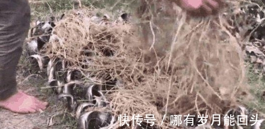 脑洞|年轻人的脑洞？地里还能种鱼？男子钓上鱼竟全部种土里！