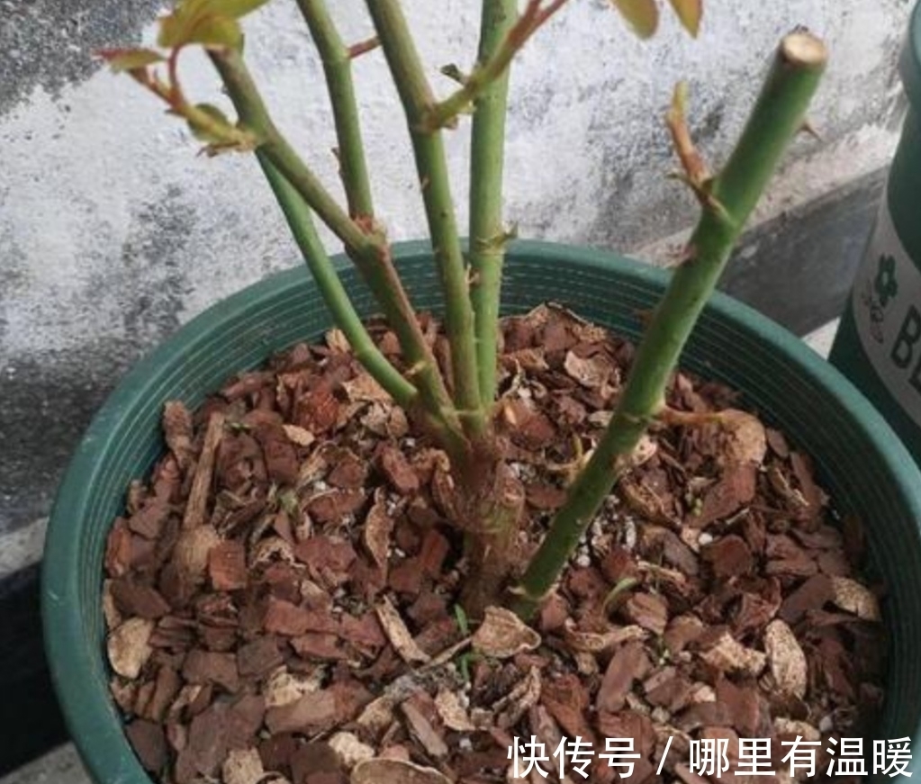 松针土|养花营养土不用买,4种材料搭配起来,松软又肥沃,养啥花都旺