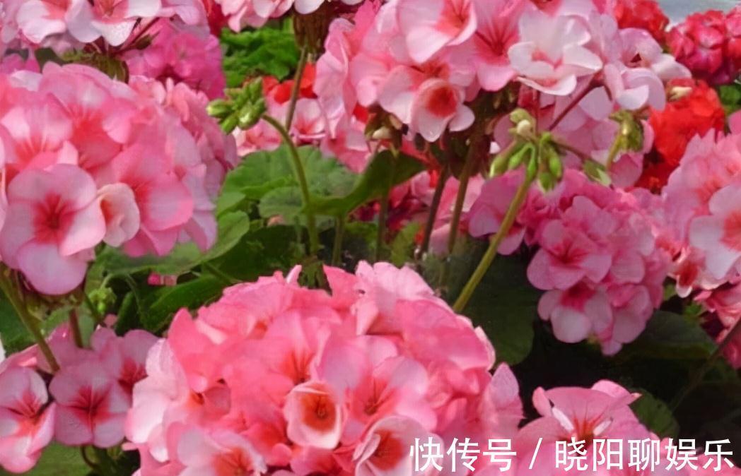 农历九月十八霜降后,养什么花?家里养3种花,生活快乐万事顺意