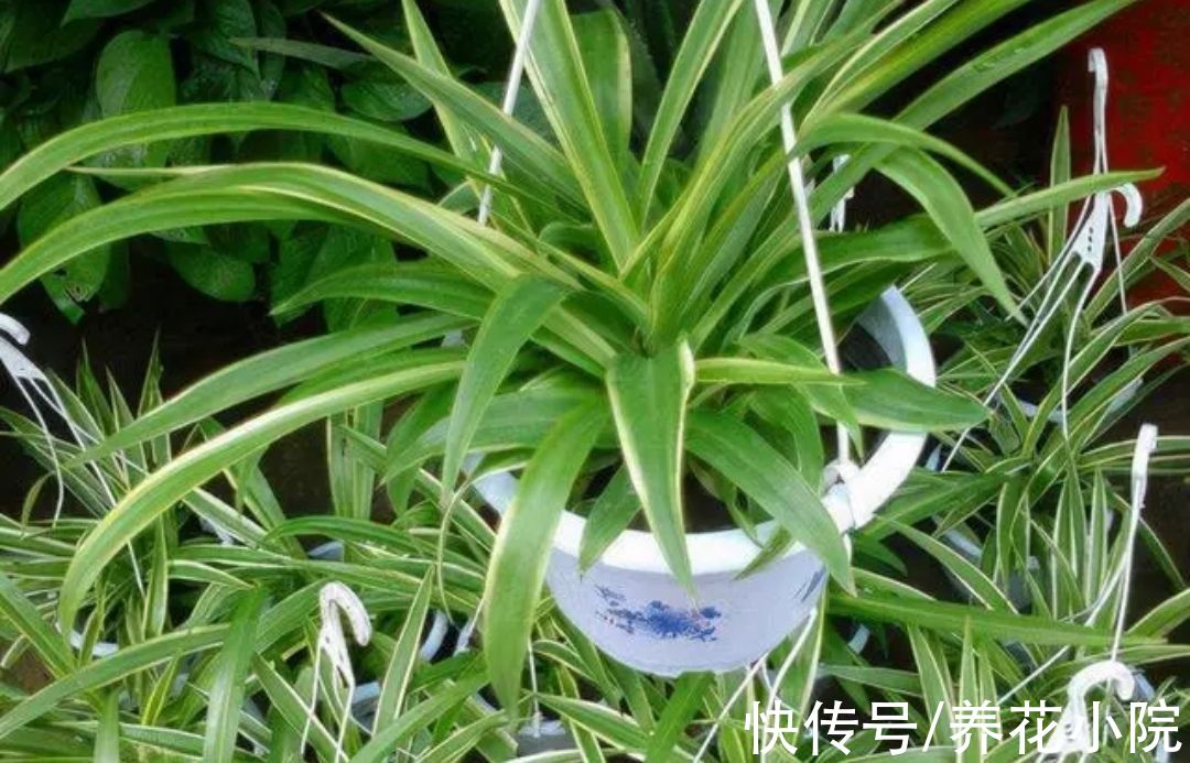 植物|适合养在室内的6种植物，枝叶翠绿，美观又大方