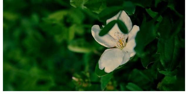 情桃花海|3天后，情桃花海，三世情缘，痴迷旧情，喜牵旧爱，从头爱一回