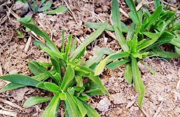 清肺|天然的“止咳王”暴露了,一野草用来煮水,清肺化痰,整年不咳嗽