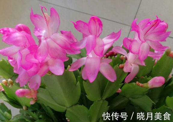 冬天蟹爪兰叶片发红，再不管就救不回来了