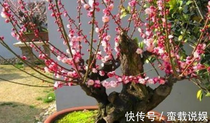 4种“幸福花”,漂亮寓意好,开花好兆头,富贵招财滚滚来!