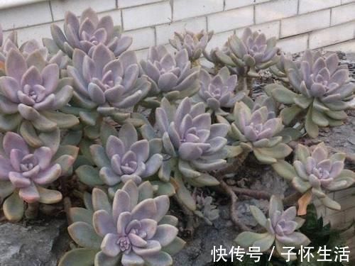 多肉|担心养不好多肉，就选一盆冬美人，糖心、妖桩、粉嫩随意选，痛快