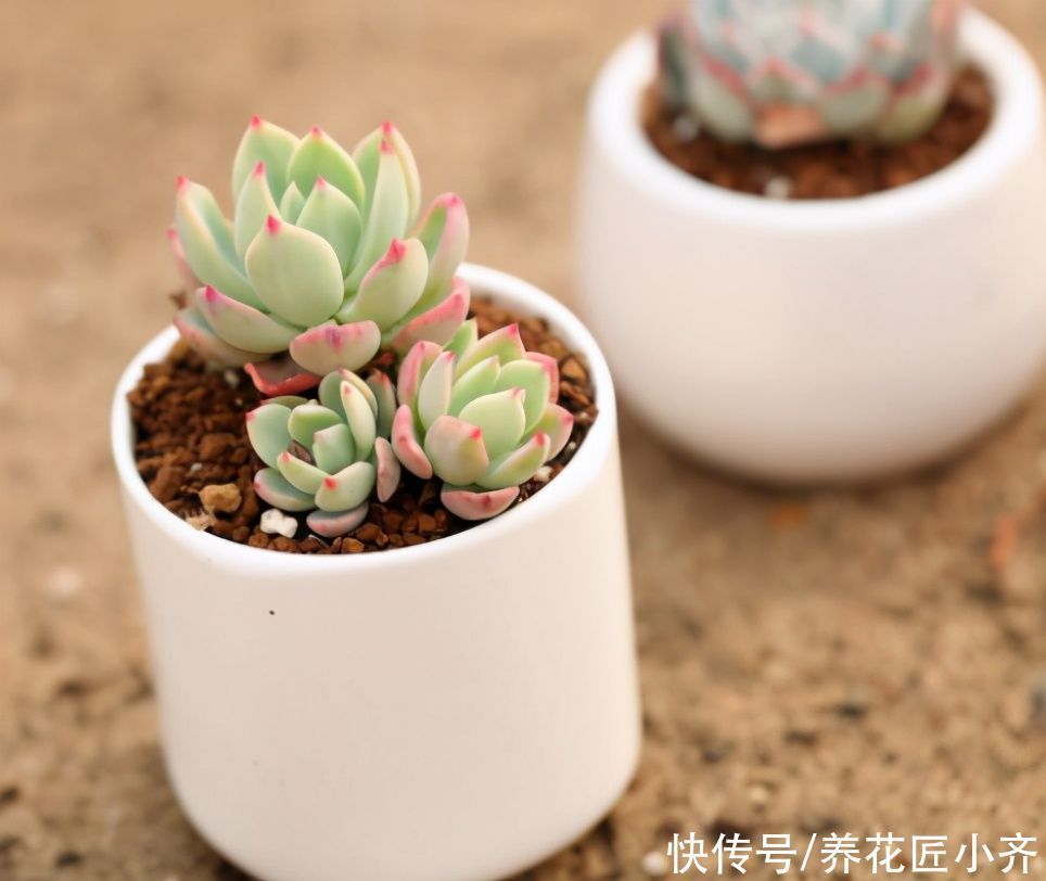 多肉|四季分明的地区养多肉,记住浇水3句“口诀”,根壮叶肥状态美