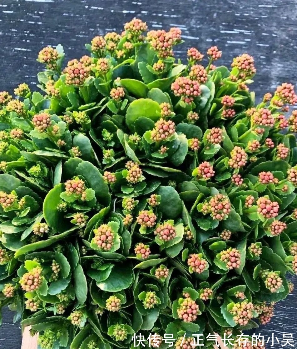 长寿花有“4喜”和“3怕”，冬天养护尤其要注意