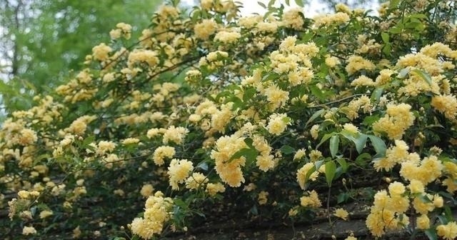 左邻|院子再小,也要养棵它,2年长一片,开花特别美,左邻右舍都说香