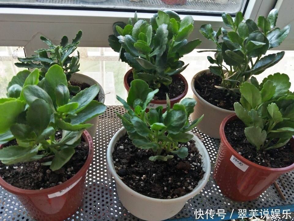 百菌清|养长寿花，遇到2种枝条“不能留”，要不全军覆弄、不开花