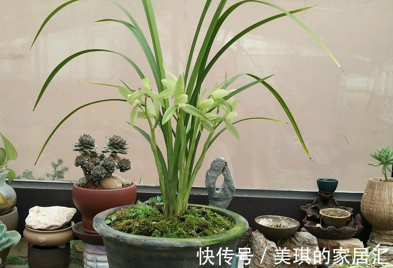 兰花烂根可能是哪些地方出问题？这4处，错一点植株都萎靡