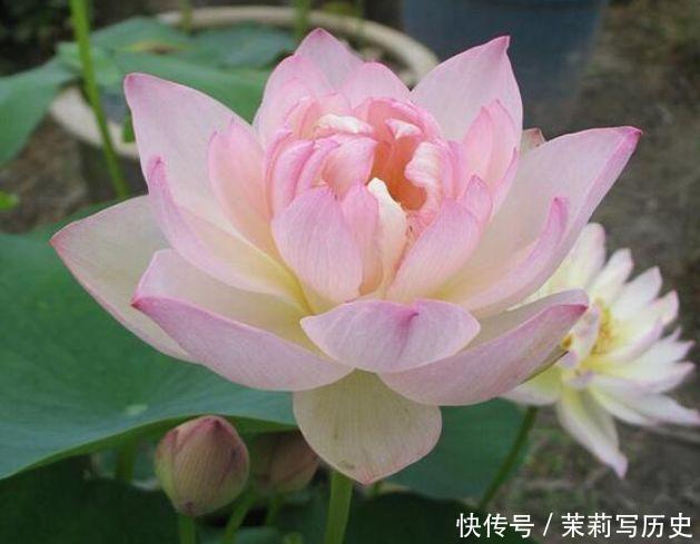 适合家养的几款花卉,提升格调和品味,清新自然,客厅必备