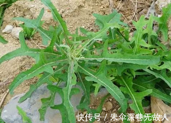 农村|农村被称为野莴苣,用来凉拌口感最佳,殊不知用途多样!