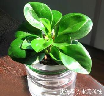 绿豆瓣|这几种植物不要再放在土里养了，水才是它们真正的家