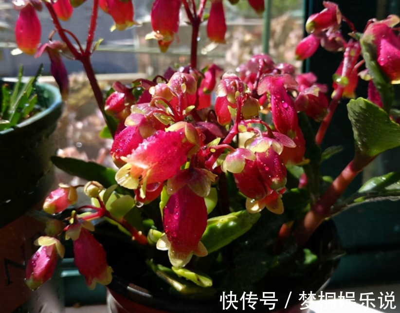 爆花|它是肉质“网红花”,寓意吉祥,掌握住技巧,植株轻松爆花
