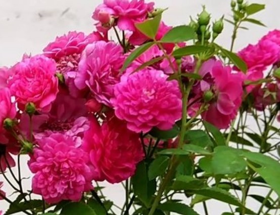 新手养花,不如养盆花中精品“甜蜜马车”,花团锦簇,香味浓郁