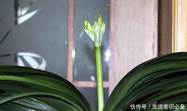 退休老人养君子兰，花箭长到60厘米高，只用了1种土和1种水！