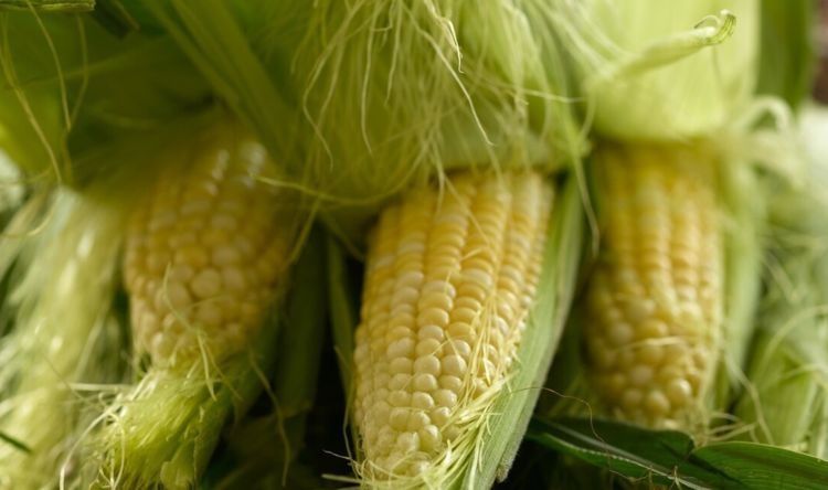 用三个技巧挑的玉米,颗颗汁水饱满,鲜甜好吃,老板:是个行家