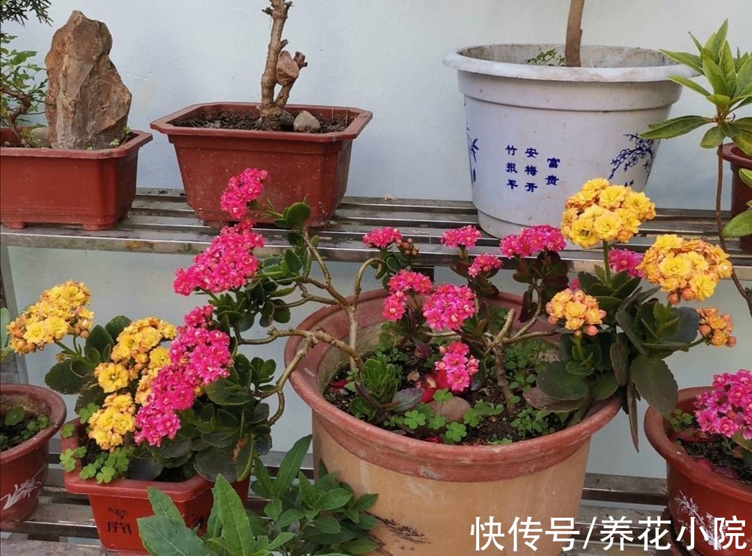 凉爽|9月天气凉爽，3种花再修剪一次，会开花更多