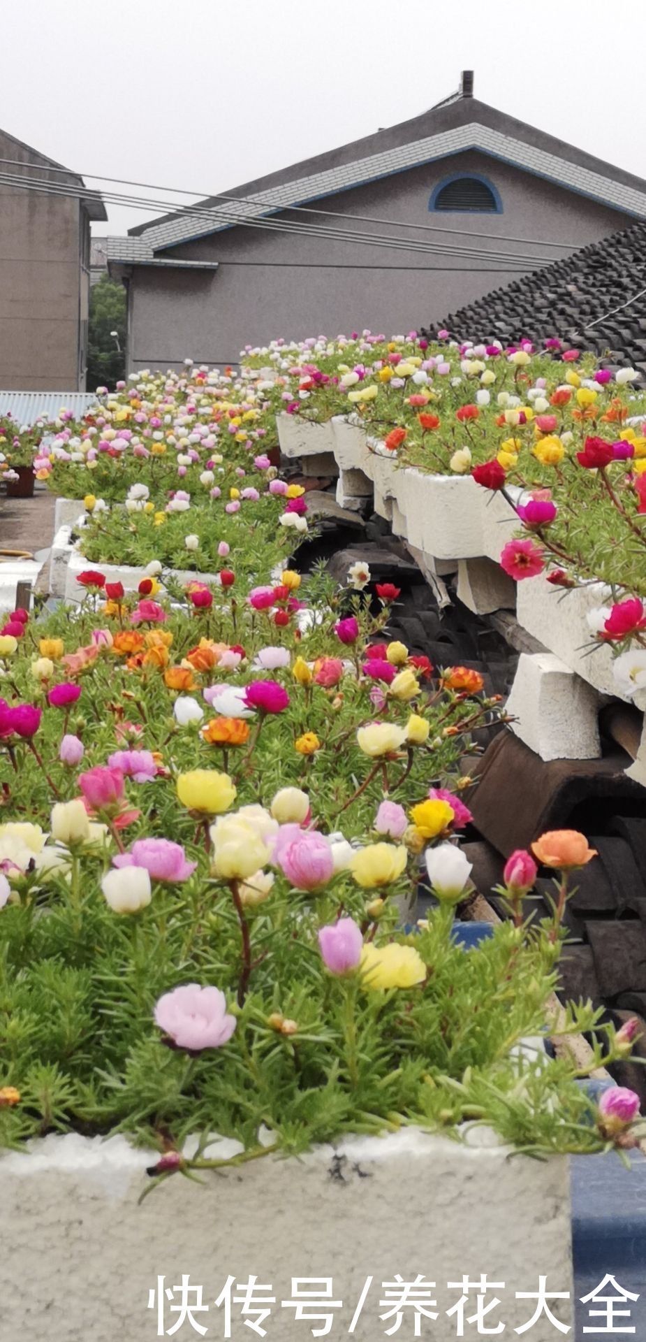 桂花树|家里有院子的一定要养这4种花,庭院秒变花园,芳香四溢