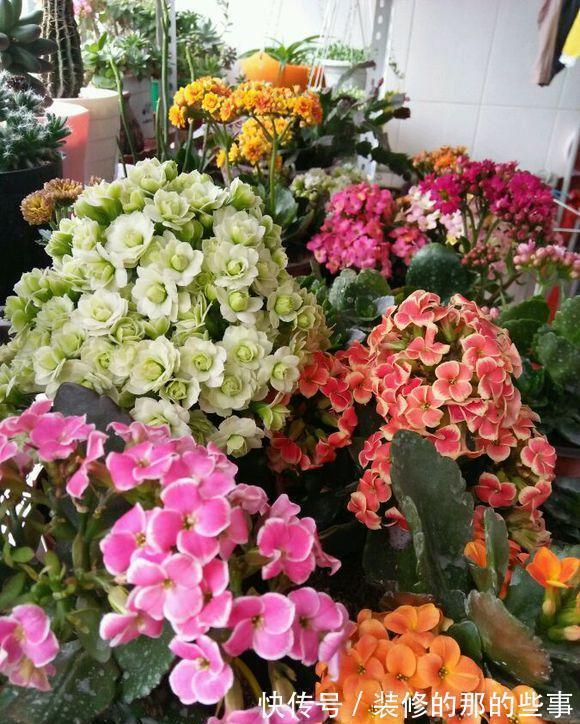 6种“泼辣花”，容易被浇死，越懒养越爆，勤快人养不好