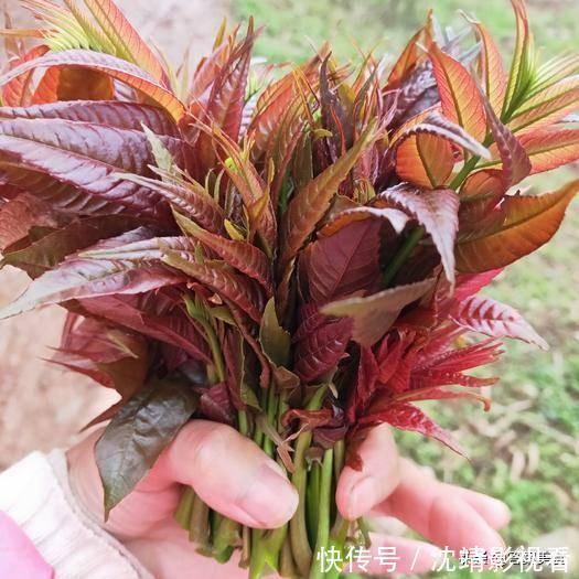 这3种青菜自带有毒物质，别忘记焯水，为了家人的健康别嫌麻烦