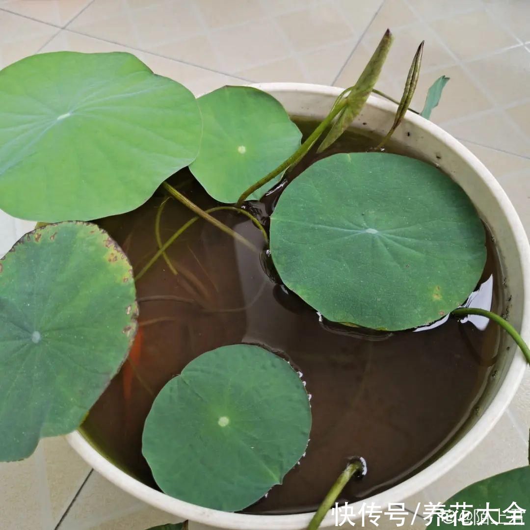 晒不死、热不死的花，越晒花越多，越热长越快