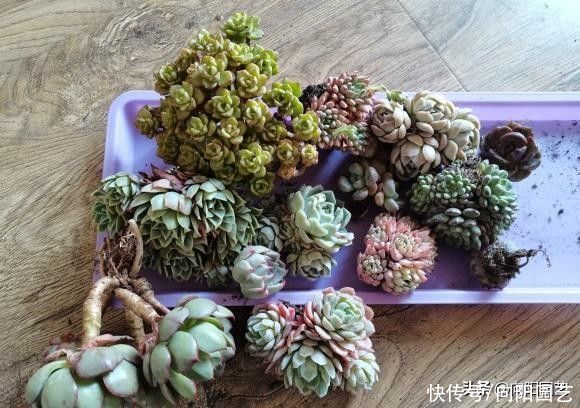 黄土种多肉，属实是“挑战”，多肉都买了，还差买点土？别抠搜