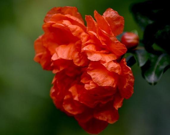 石榴花最爱“美”，开花前“擦擦脸”，花苞多、花朵大，花爆满枝