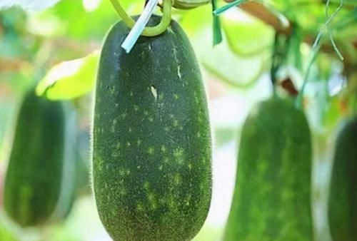 毛竹春笋|7月三伏减肥女性推荐吃3种食物，营养丰富，排毒瘦身，爱吃就赚了