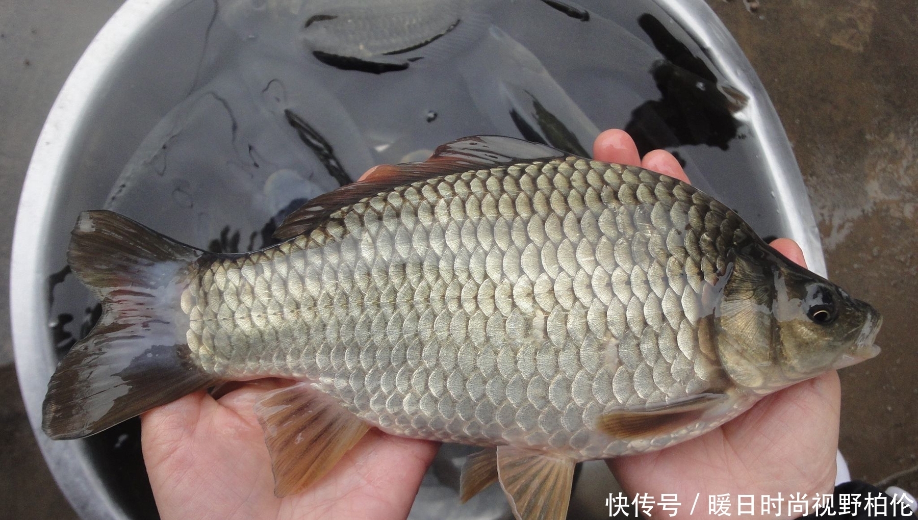 技巧|夏天的大鲫鱼最喜欢吃什么味型的鱼饵?夏天钓大鲫鱼的有效技巧