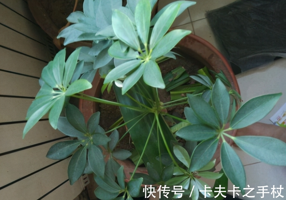 养鸭掌木也需要“技巧”,春天养护用对了,才能枝繁叶茂