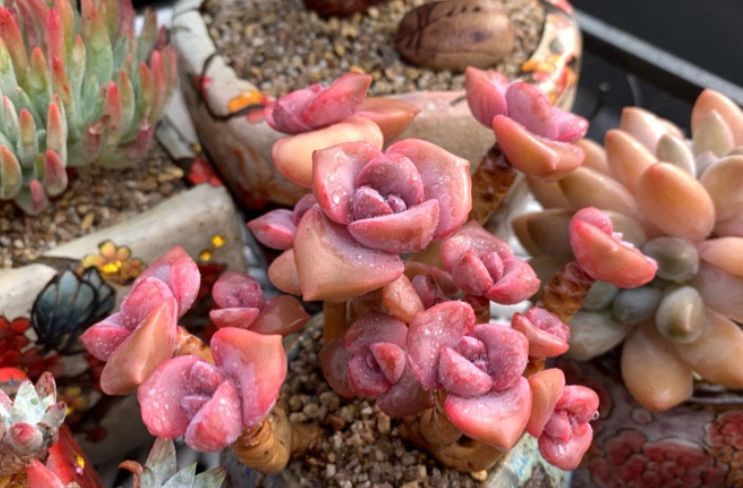 唐长老|养的多肉没有别人的好看?不是你不努力,而是有4道坎没能跨过去