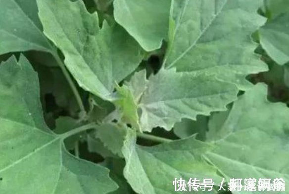 维生素c|天然养肝菜出现了,医生每天炒一盘,肝脏越来越健康